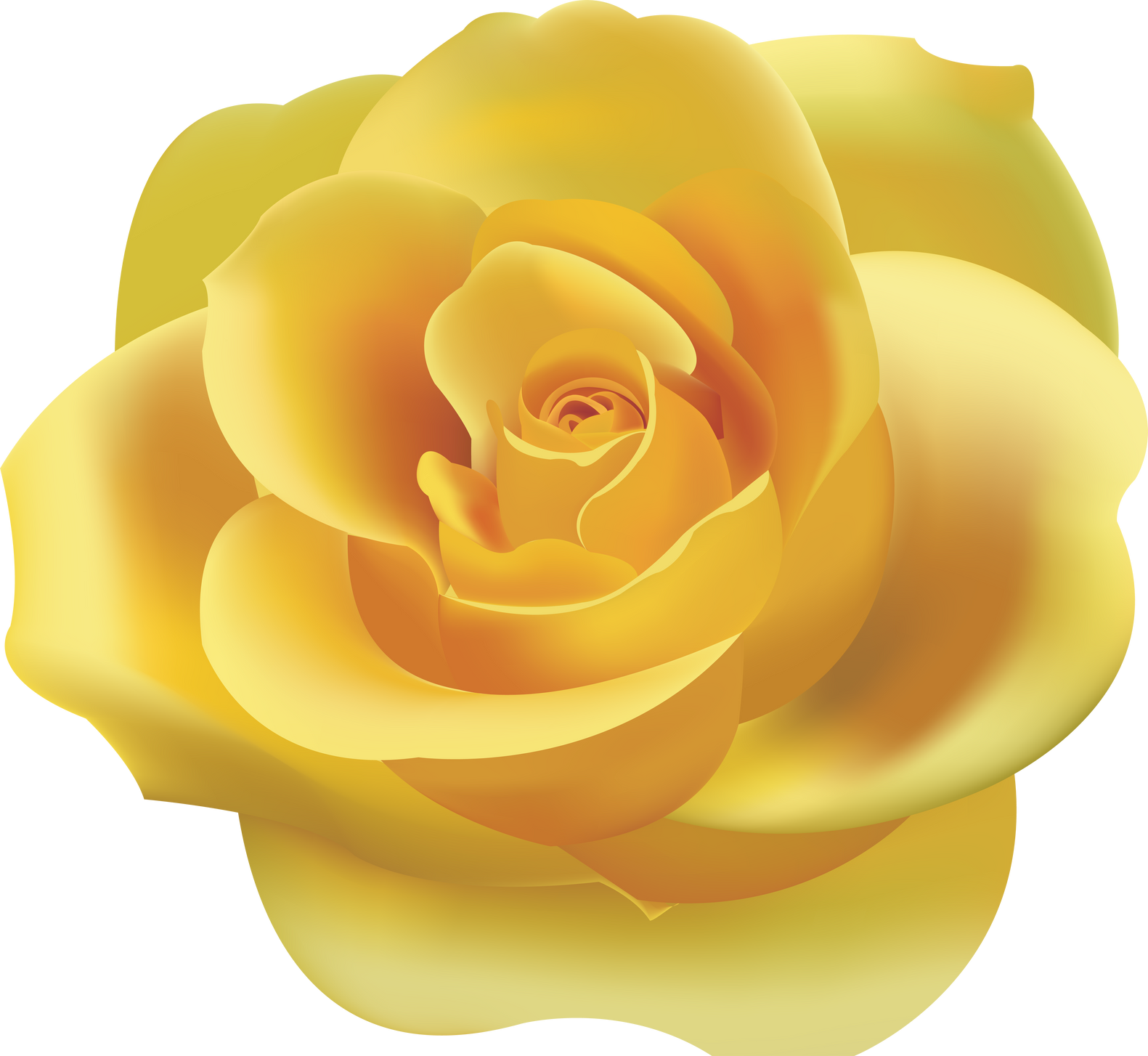 yellow rose flower illustration 3