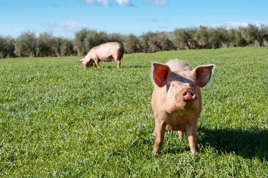 Two pink pigs enjoying the grass outdoors