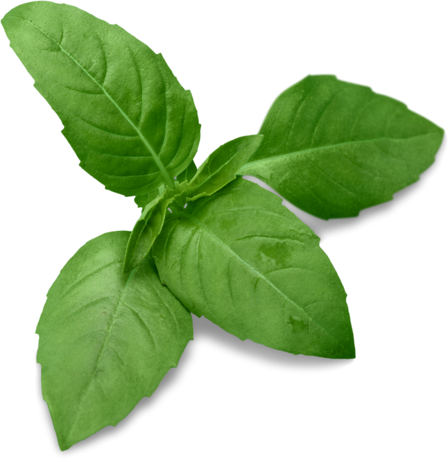 Fresh Basil Herb