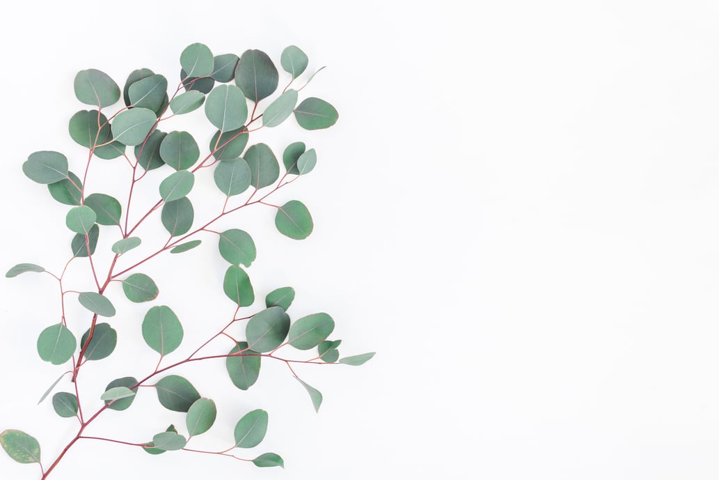 Eucalyptus leaves on white background. Flat lay, top view